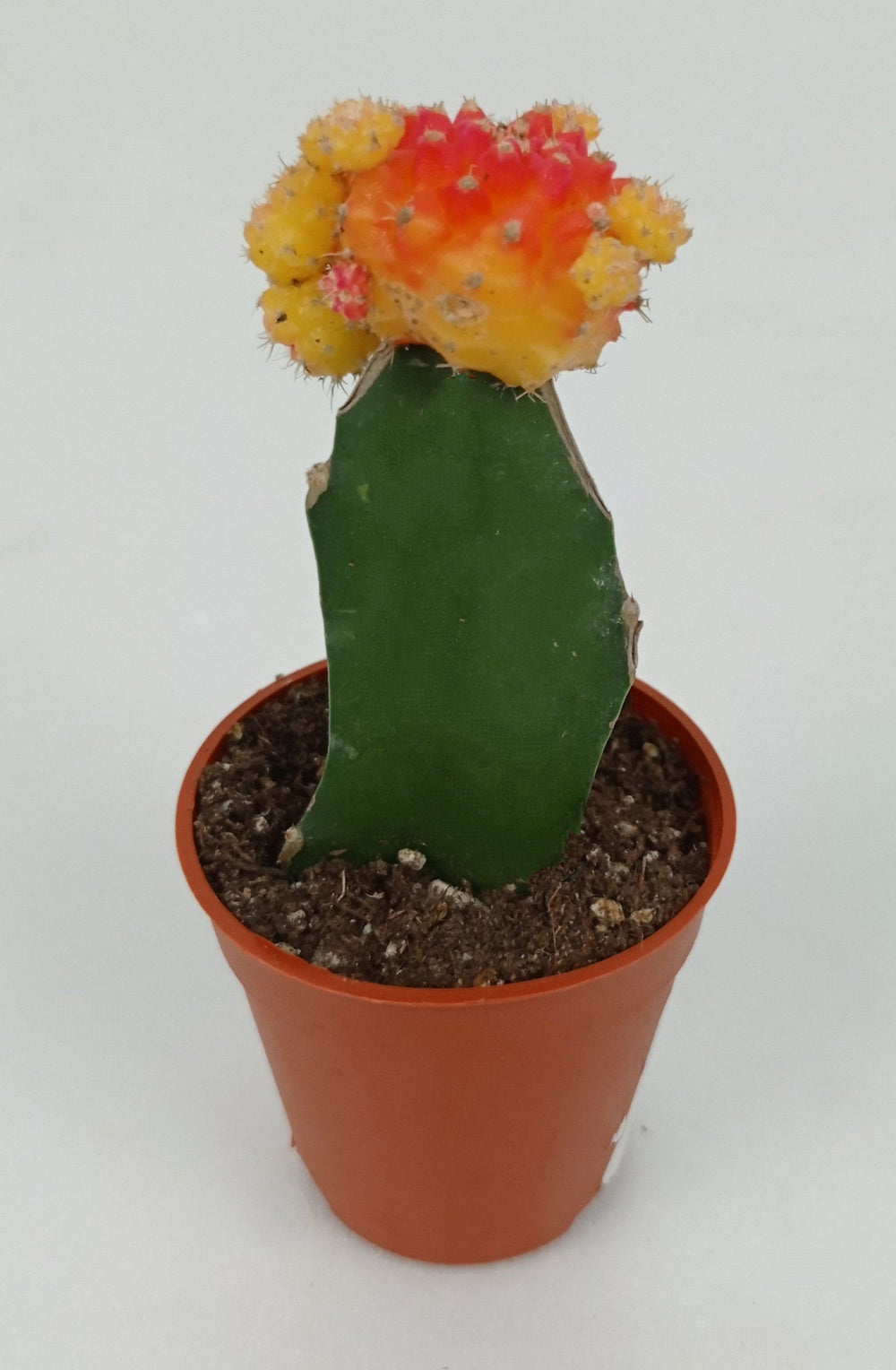 Cactus Red Cap (P55)