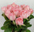 Rose (Imported) - Diana Sweet Pink [10 Stems]