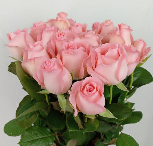 Rose (Imported) - Diana Sweet Pink [10 Stems]