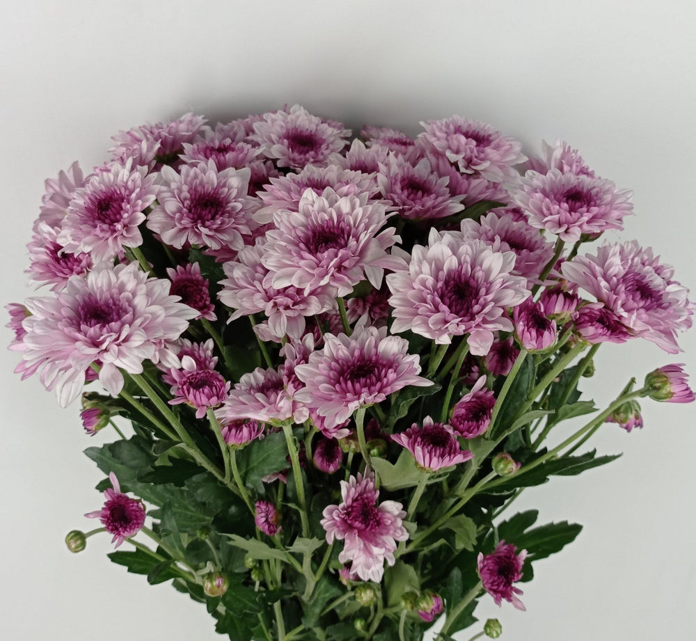 Mini Pom Pom - Assorted Colours