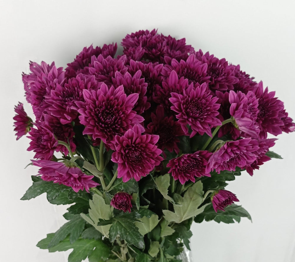 Mini Pom Pom - Assorted Colours