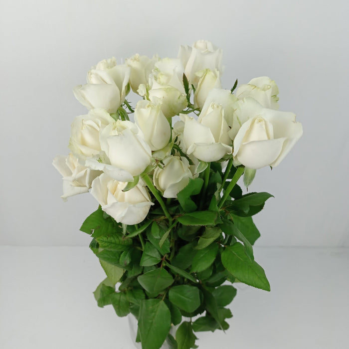 White Riflie With Roses White Roses With Green Tips