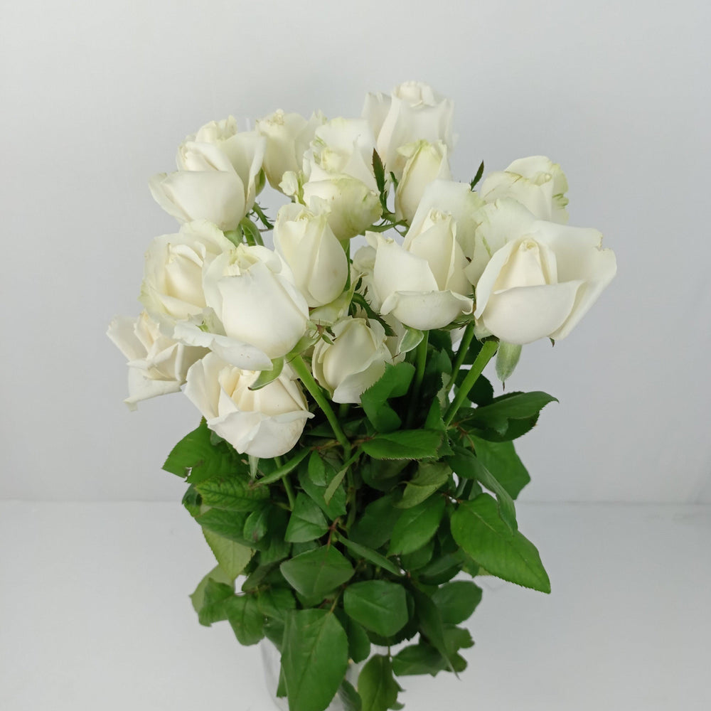 Rose - White Avalanch 43-47cm