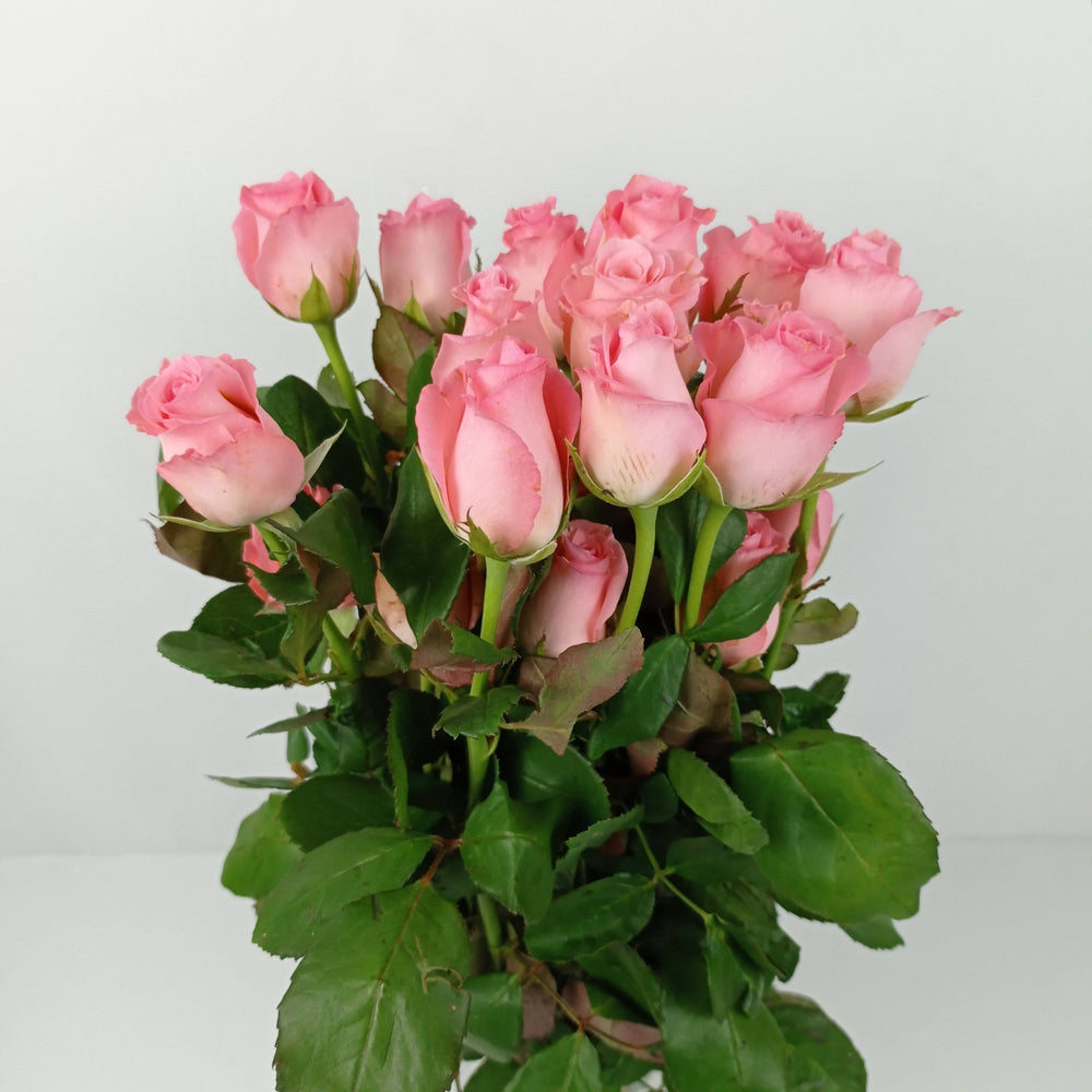 Rose Noblease India (Imported) - Pink