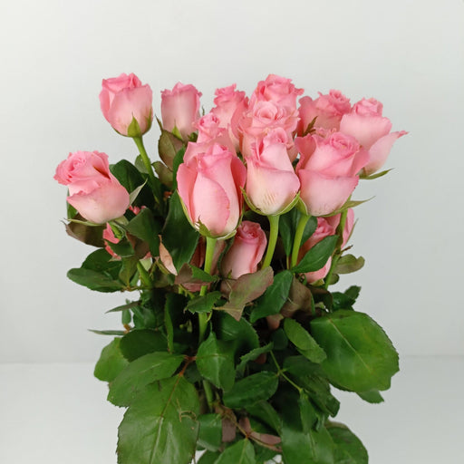 Valentine's Nobalese India 50cm (Imported) - Pink