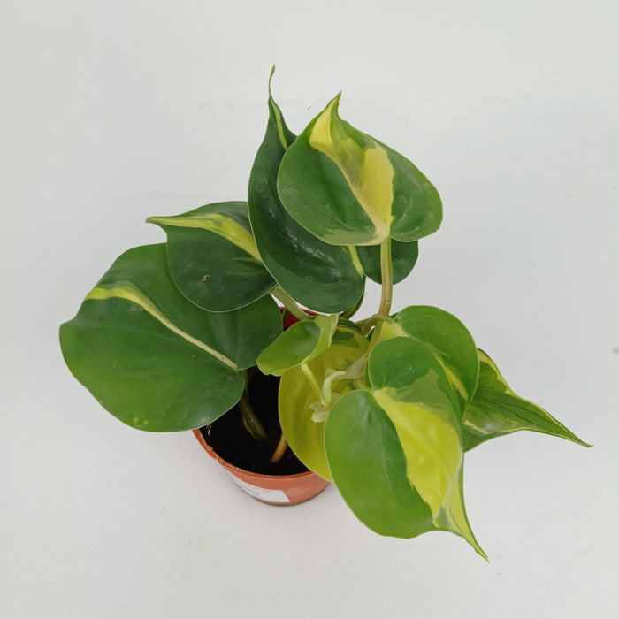 Philodendron Brasil P8.5