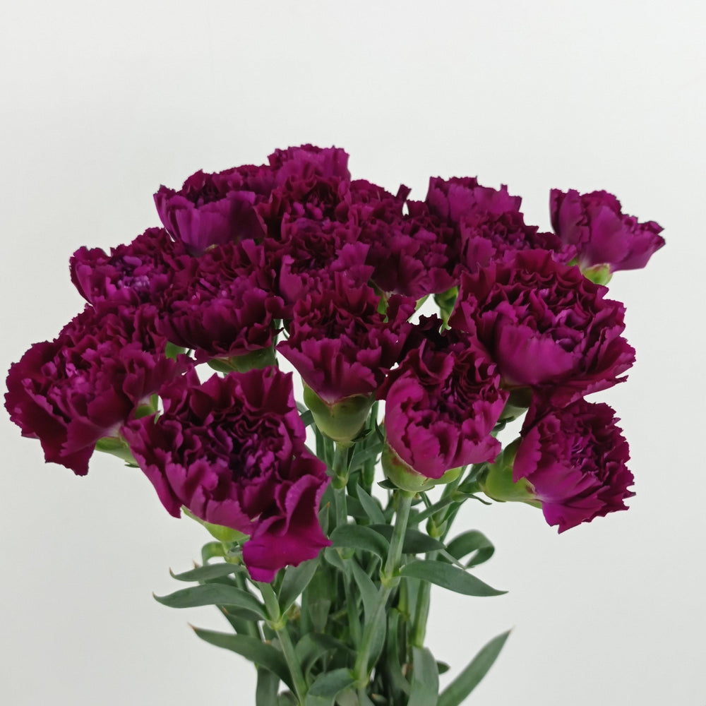 Carnations (Imported) - Purple