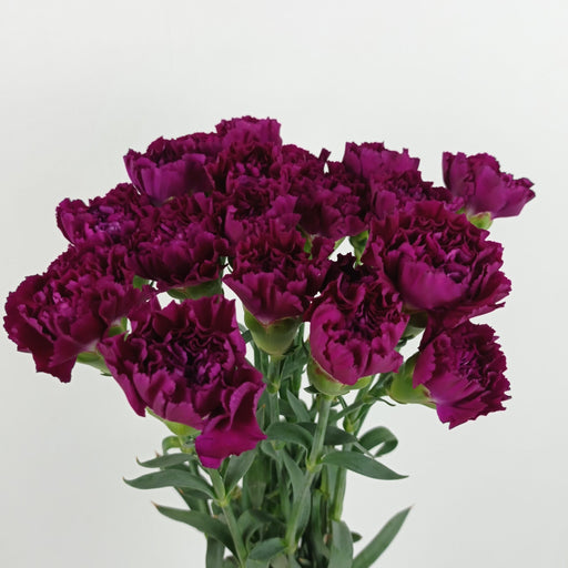 Carnations (Imported) - Dark Purple