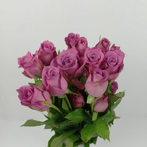 Rose New Orleance India (Imported) - Purple