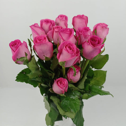 [Fully Bloom] Valentine's Rose Hot Shot India 50cm  - Shocking Pink