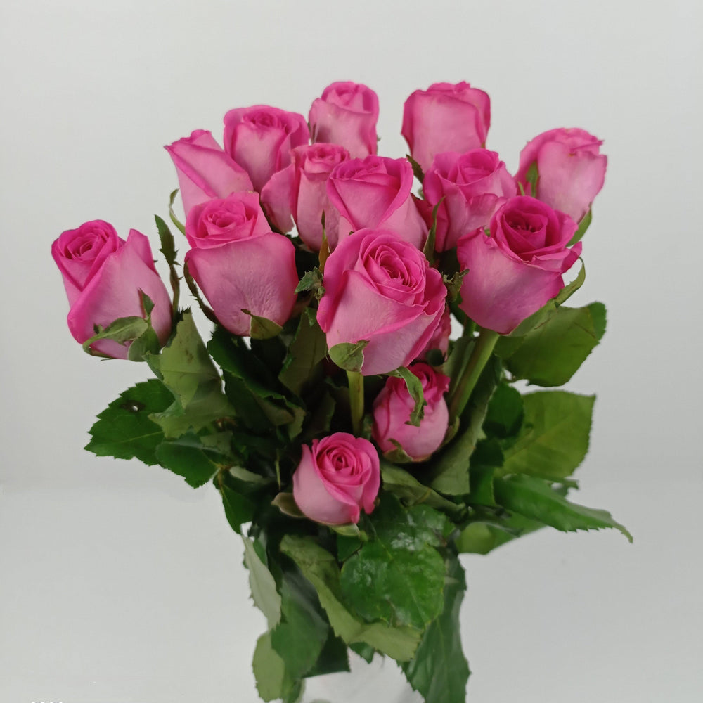 Rose India 43-47cm - Hot Shot Pink