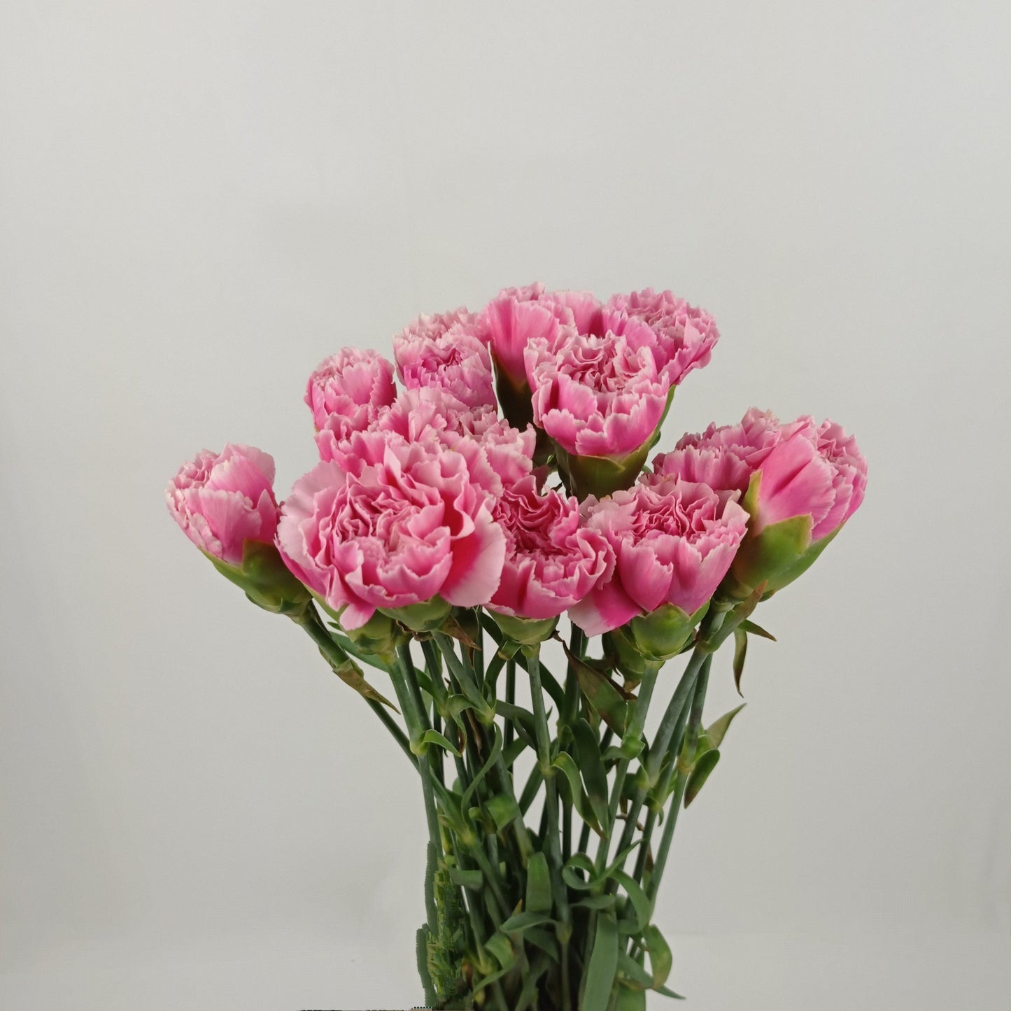 Carnation - 2 Tone Pink White