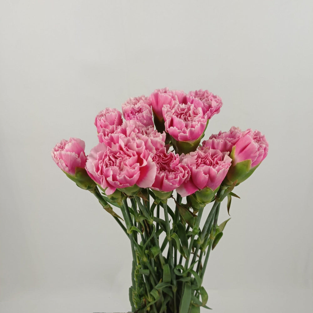 Carnations (Imported) - 2 Tone Pink White