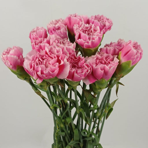 PRE-ORDER Mother's Day Carnation (Imported) - 2 Tone Pink White [20 Stems]