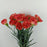 Carnations (Imported) - Orange red