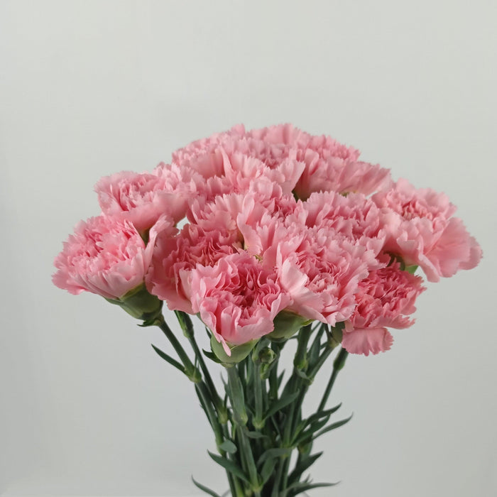 Carnations (Imported) - Pink
