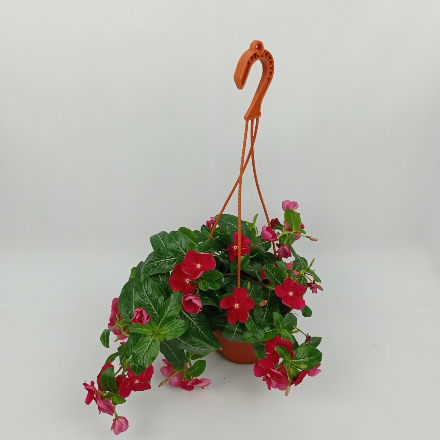 Pot Vinca Rose - Pink
