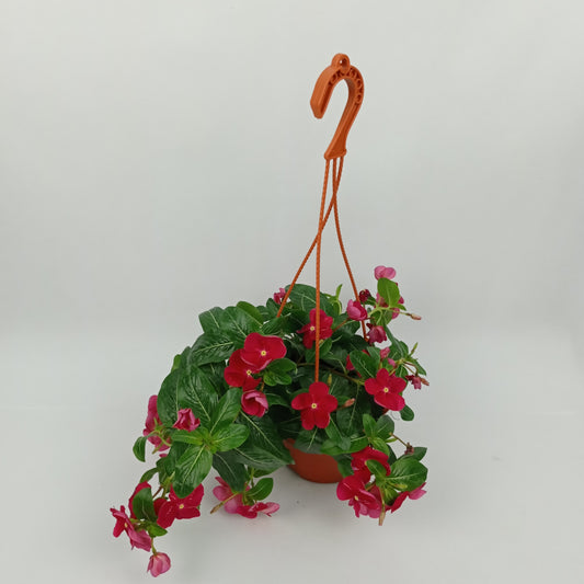 Pot Vinca Rose - Pink