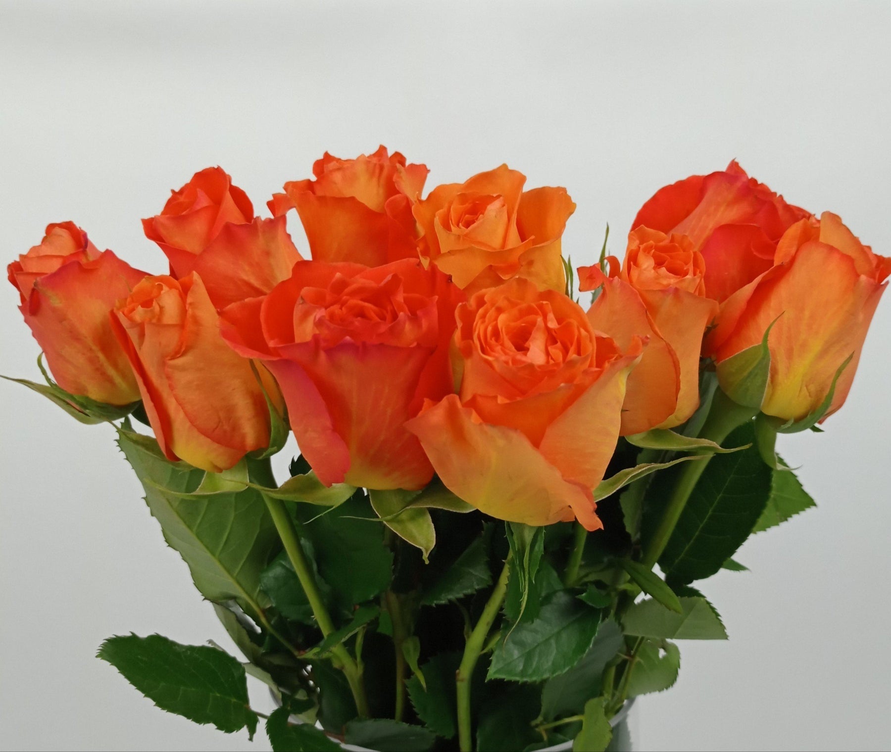 Rose  40cm (Imported) - Orange