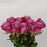 Rose 50cm (Imported) - 2 Tone Pink Purple
