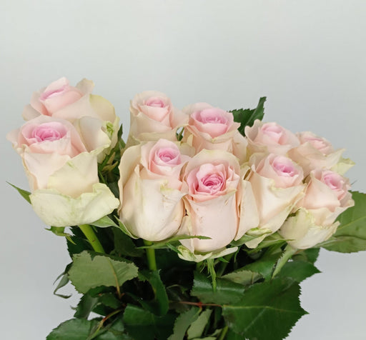 Rose 40cm (Imported) - Senorita Pink [10 Stems]