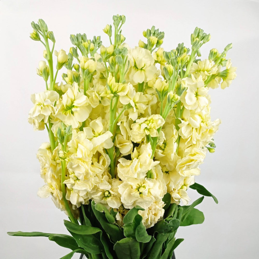 Fully Bloom Matthiola - Mix [Clearance Stock]