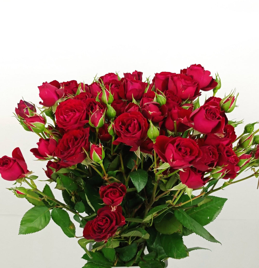 Spray Rose - Dark Red