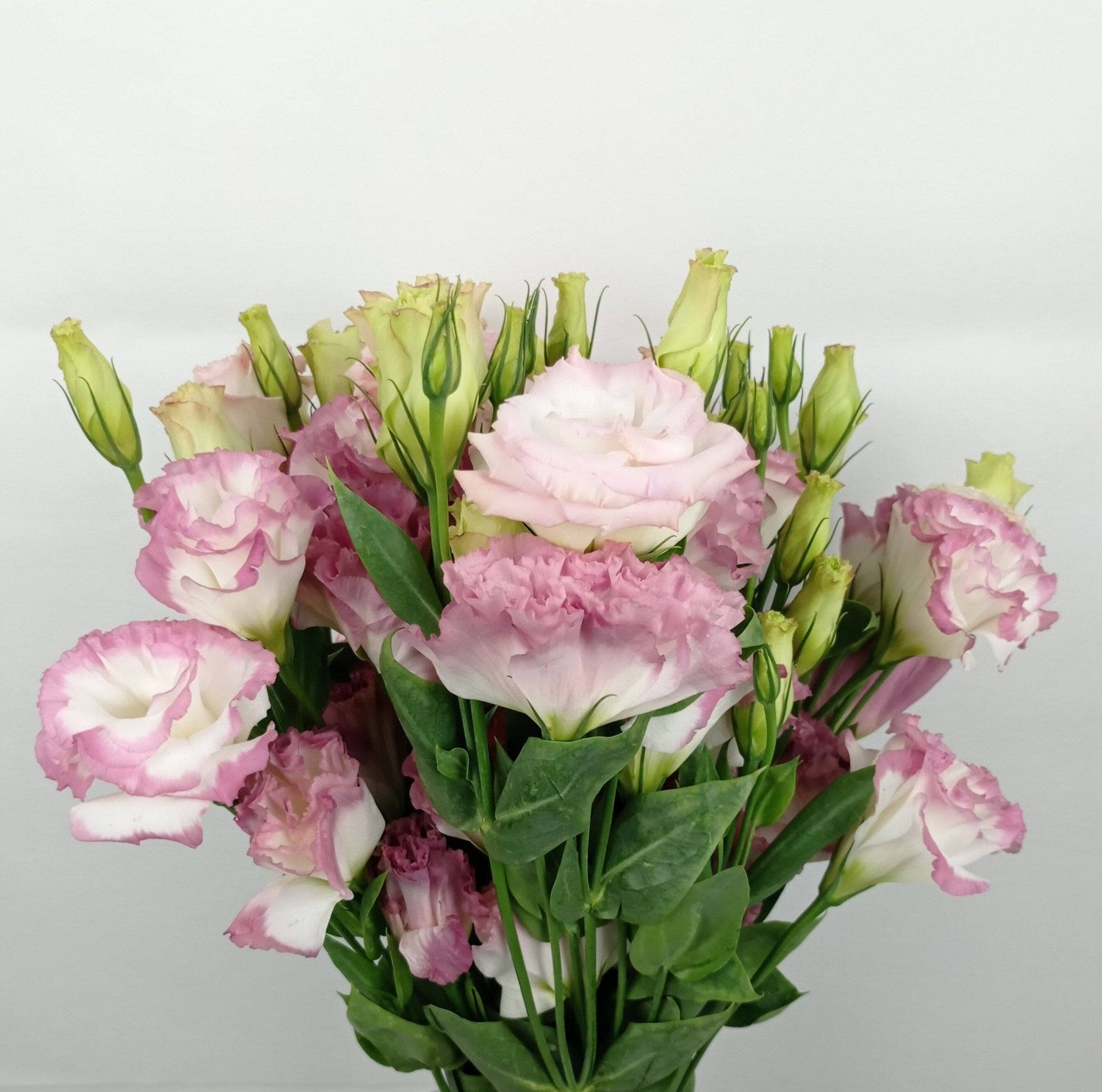 Eustoma - 2 Tone White Pink | Floristika Malaysia