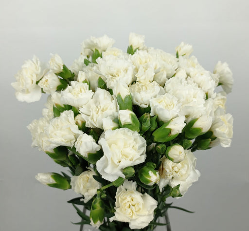 PRE-ORDER Mother's Day Spray Carnation (Imported) - White