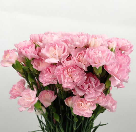 Spray Carnation - Pink