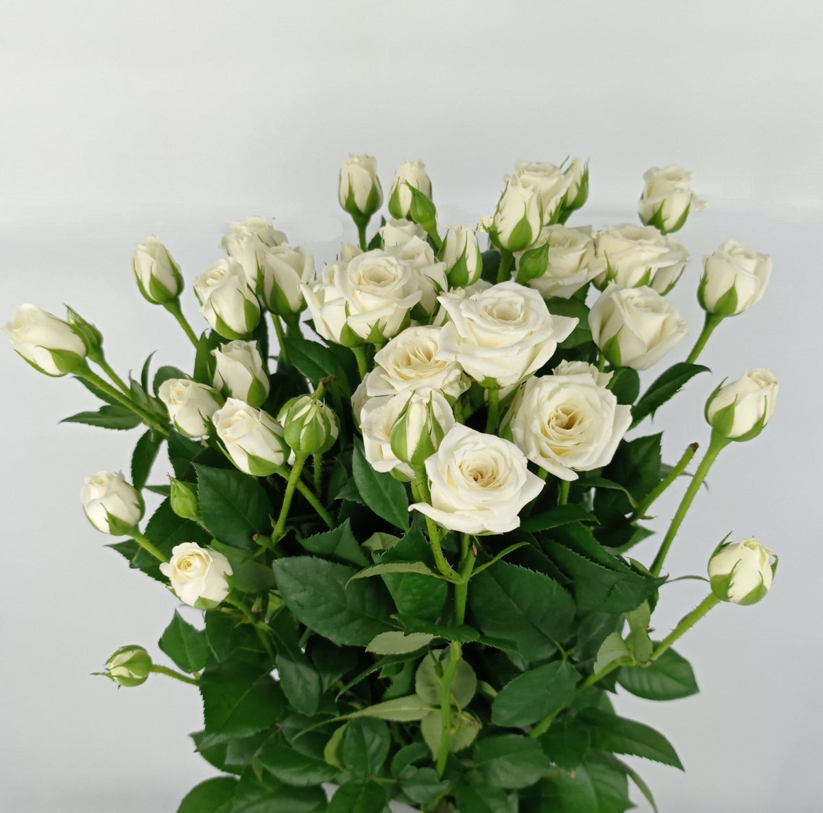 Wholesale FreshCut Roses