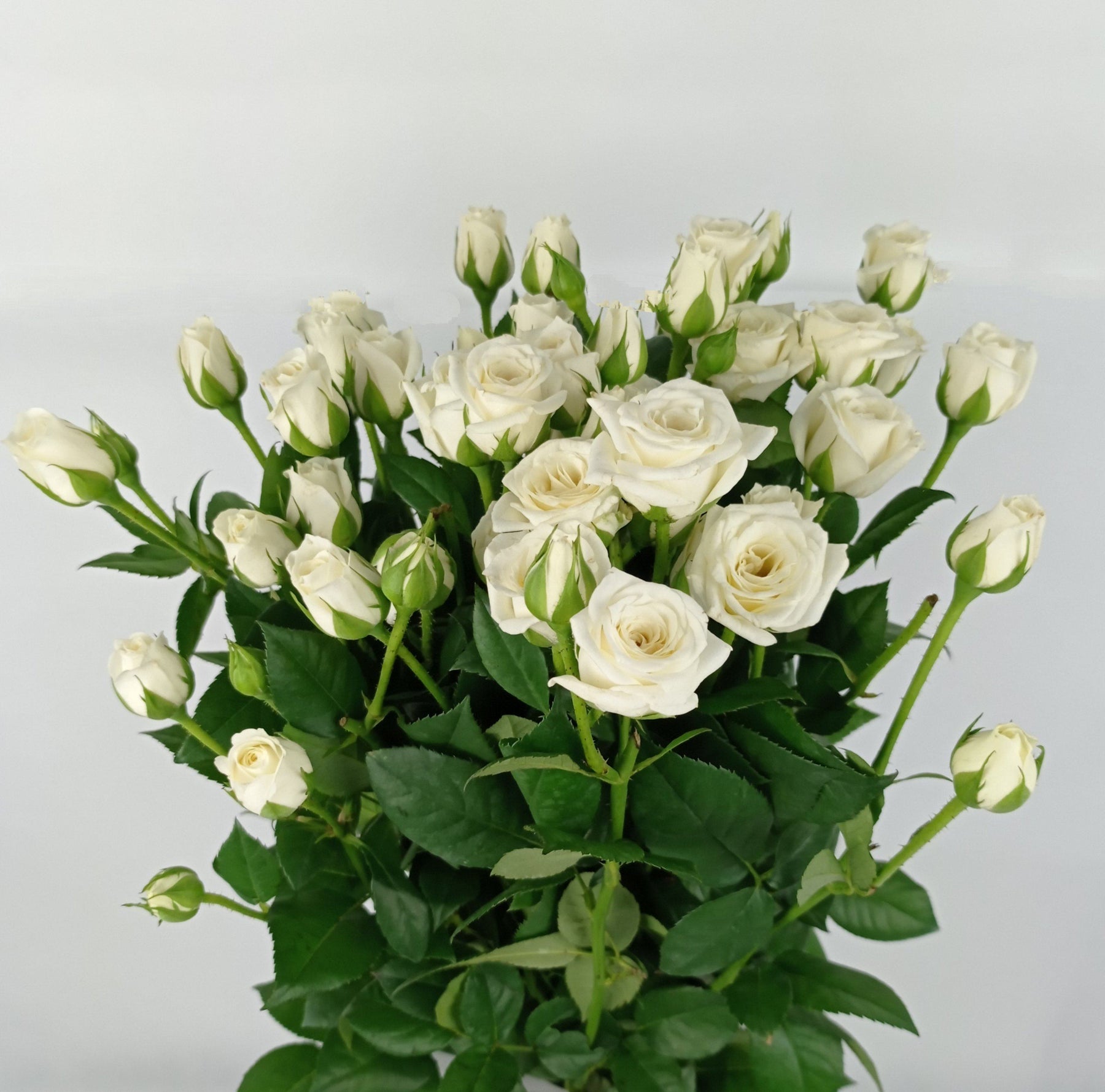White Roses Rolimon White Roses With Green Tips