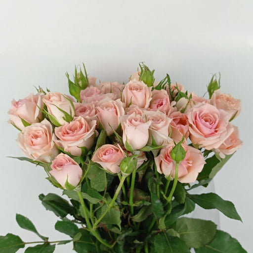 Spray Rose (Imported) - Light Pink