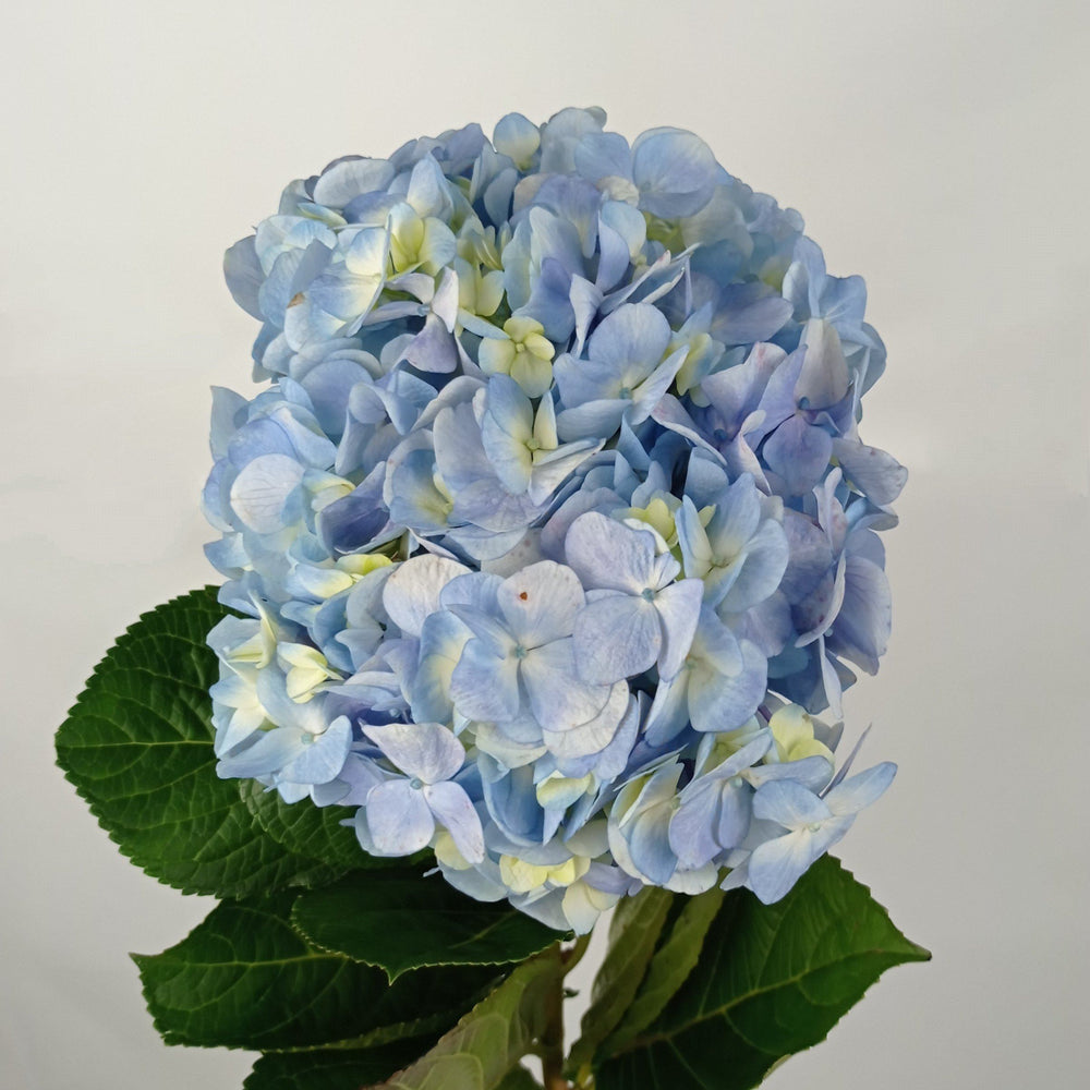 Hydrangea  - Light Blue (Flower Head Size: 18-20cm)