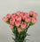 Carnations (Imported) - Carmen Pink
