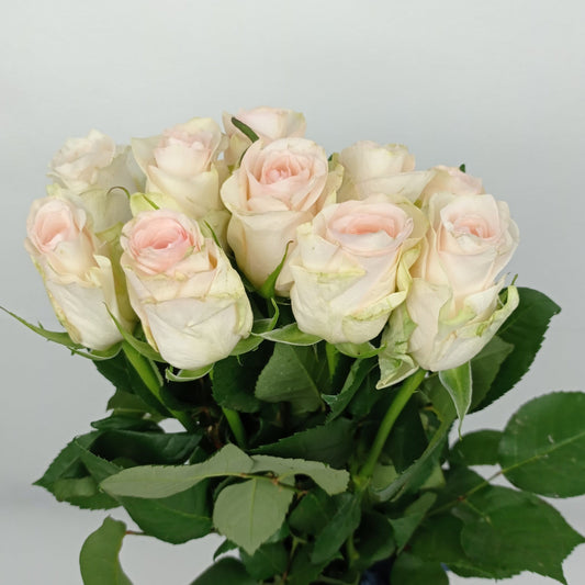 Rose 40cm   - 2 Tone Light Peach