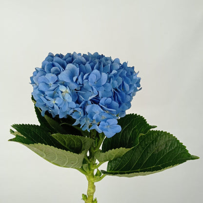 Fully Bloom Hydrangea - Mix [Clearance Stock]