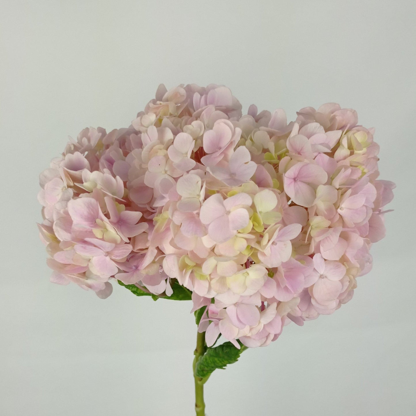 Hydrangea - Light Pink (Flower Head Size: 18-20cm)