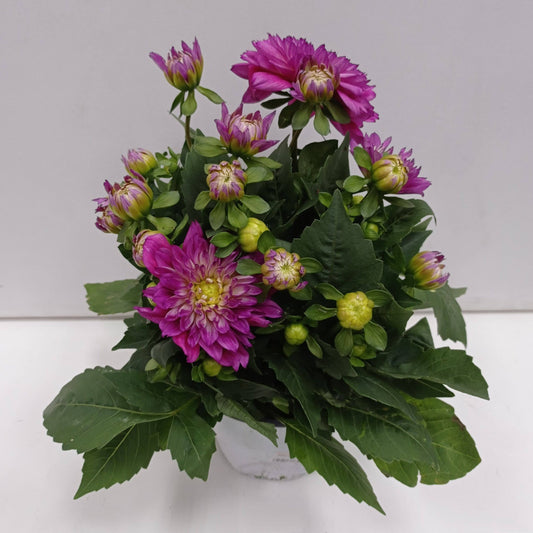 Pot Dahlia (P150)