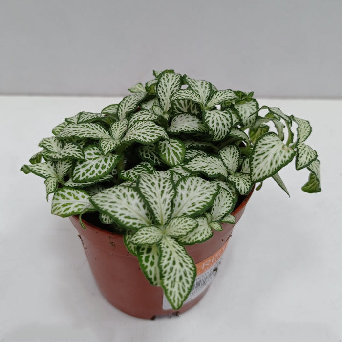 Pot Fittonia P85 (Local) - Green