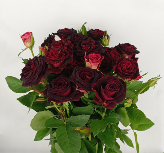 Spray Rose - Deep Red