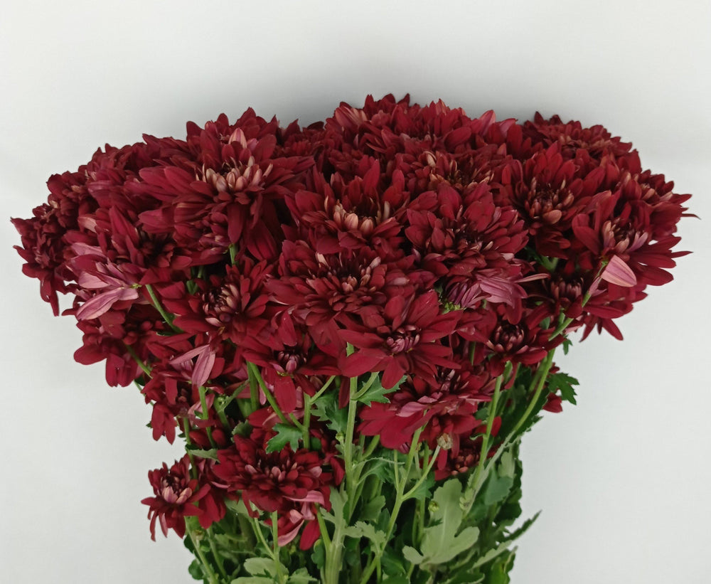 Fully Bloom Pom Pom - Mix [Clearance Stock]