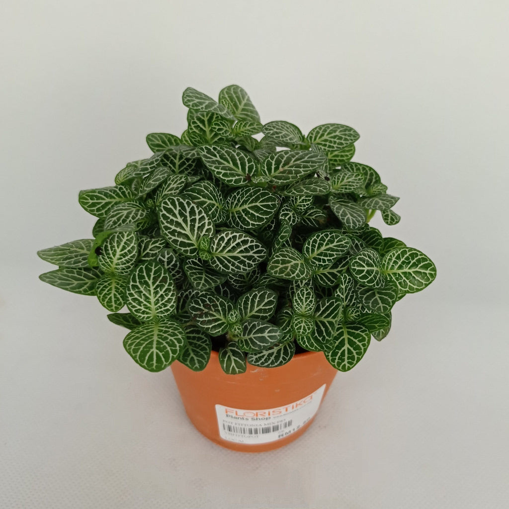 Indoor Plants Malaysia Indoor Gardening At Wholesale Price