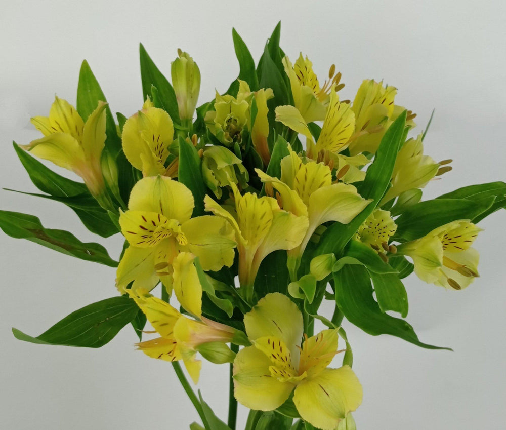 Alstroemeria - Yellow