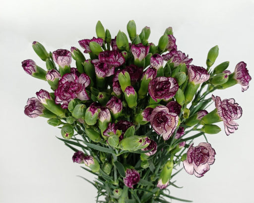 PRE-ORDER Mother's Day Spray Carnation (Imported) - 2 Tone White Purple