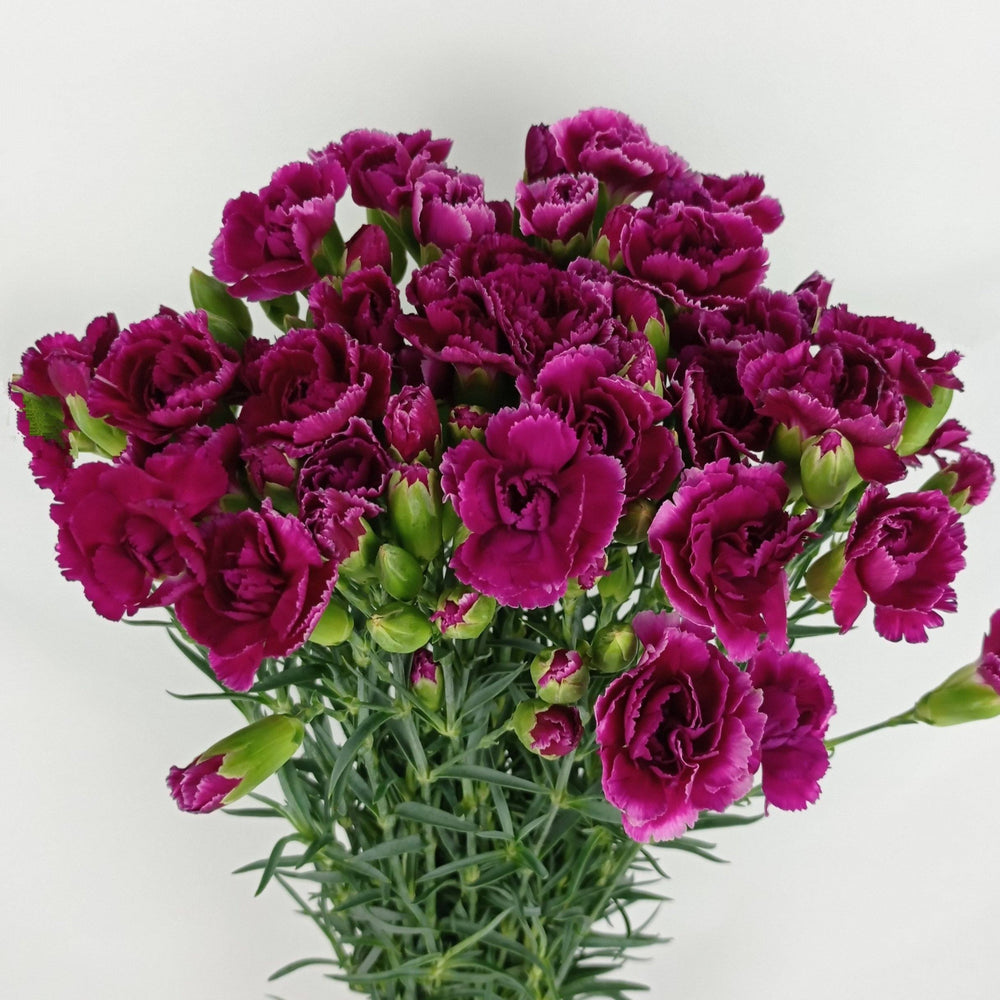 Spray Carnation (Imported) - Purple