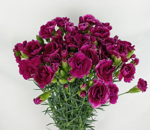 PRE-ORDER Mother's Day Spray Carnation (Imported) - Purple