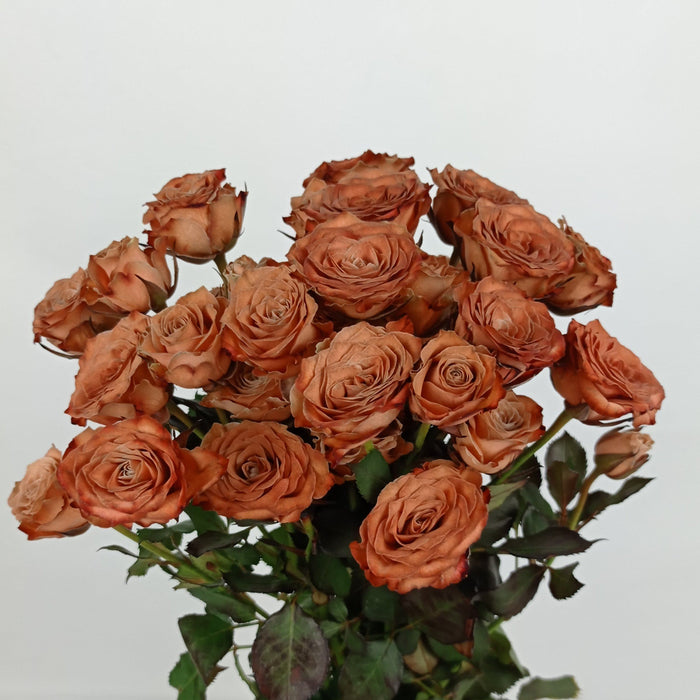 Rosa Spray Painted (Imported) - Brown