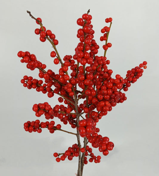Ilex Verticillata 50cm - Red