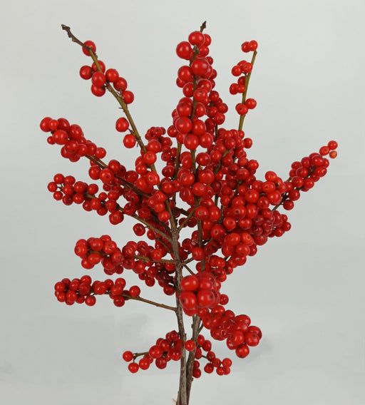 Fully Bloom Ilex Verticillata Bq 50cm (Imported) - Red [Clearance Stock]
